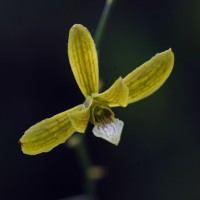 Eulophia epidendraea (J.Koenig ex Retz.) C.E.C.Fisch.